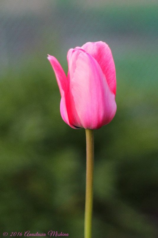 Розовый тюльпан - Анастасия Мишина 
