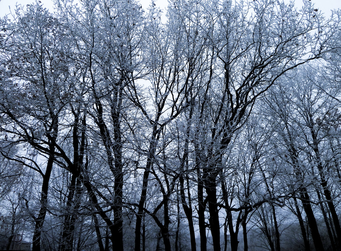 Snowy trees - Milena WeirdDark