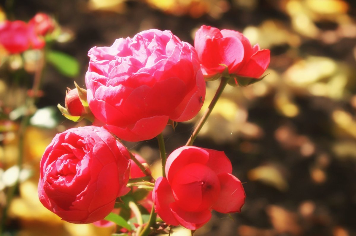 Осенние розы - Екатерррина Полунина