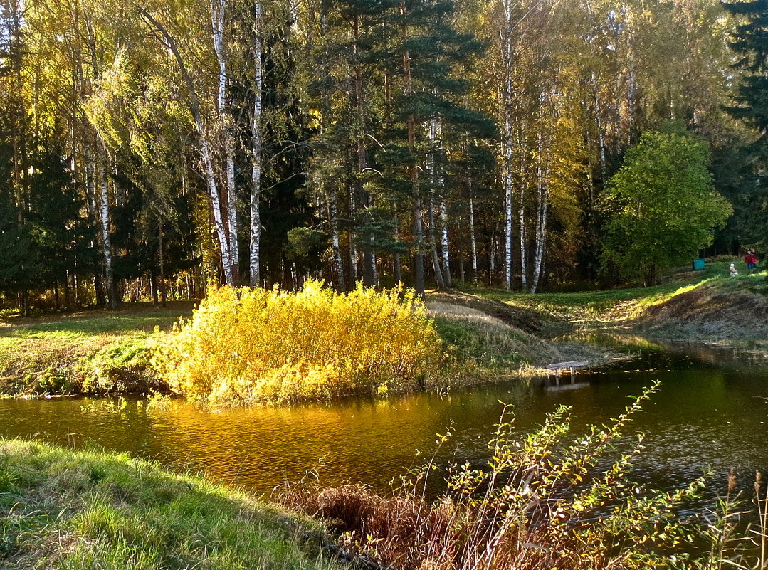 золотой куст - Елена 