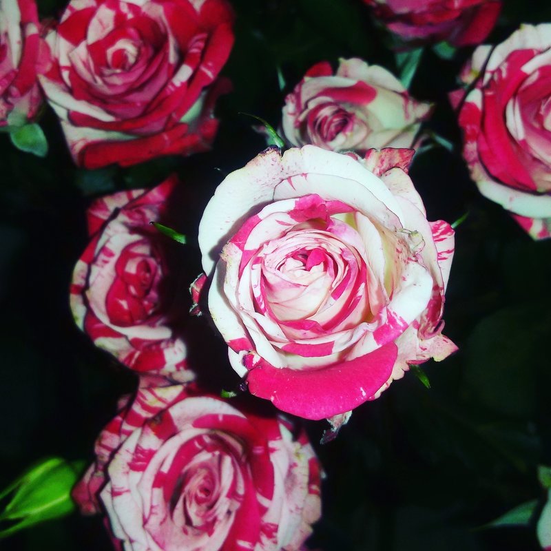 Roses - Василиса 