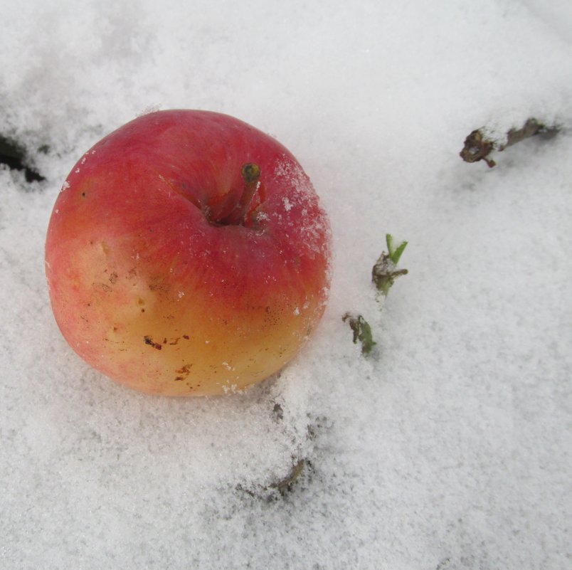 ...яблоко на снегу... - Galaelina ***