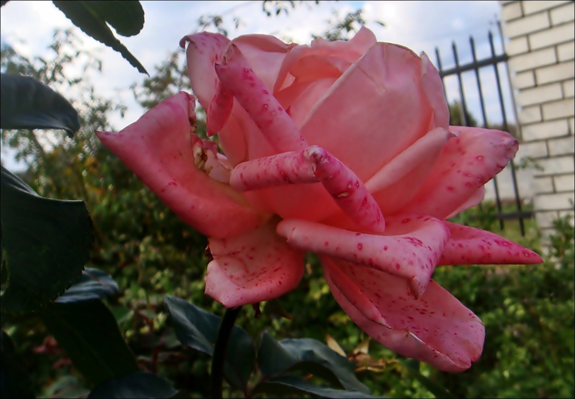 Октябрьская роза с веснушками - Нина Корешкова