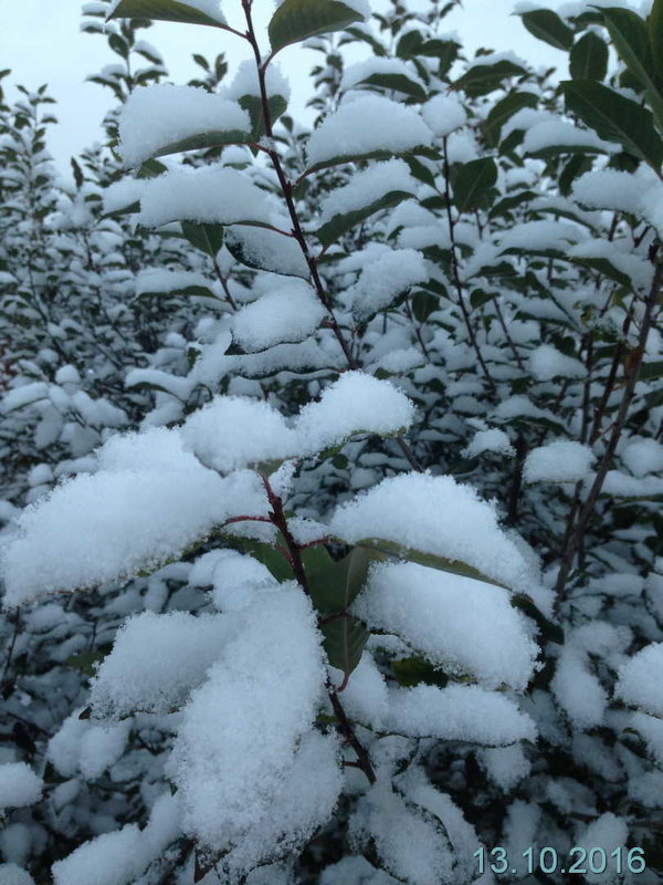 Первый снег - Vladikom 