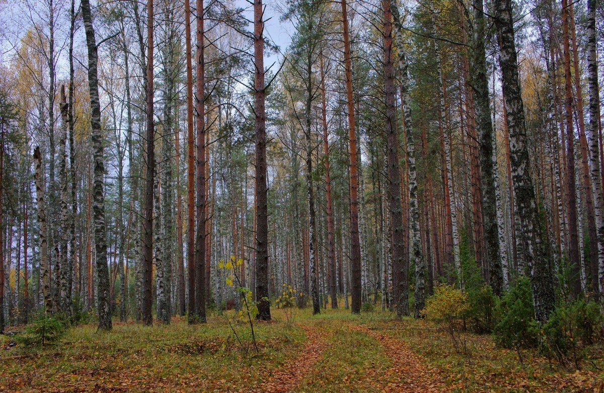 Редколесье... - марк 