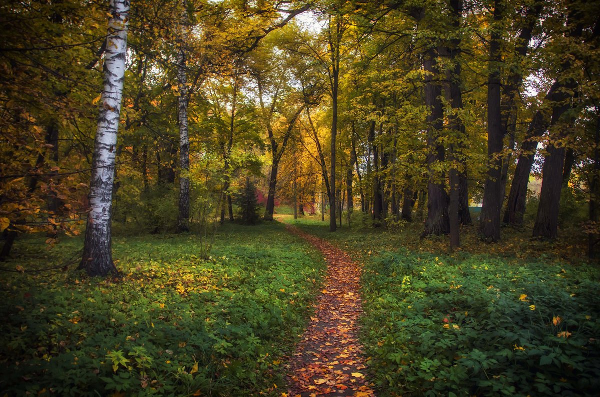 Осенний лес - Елена Чижова