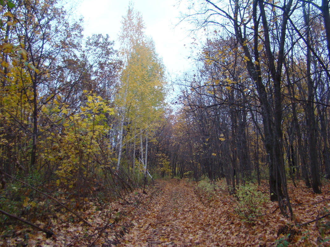 В лесу - марина ковшова 