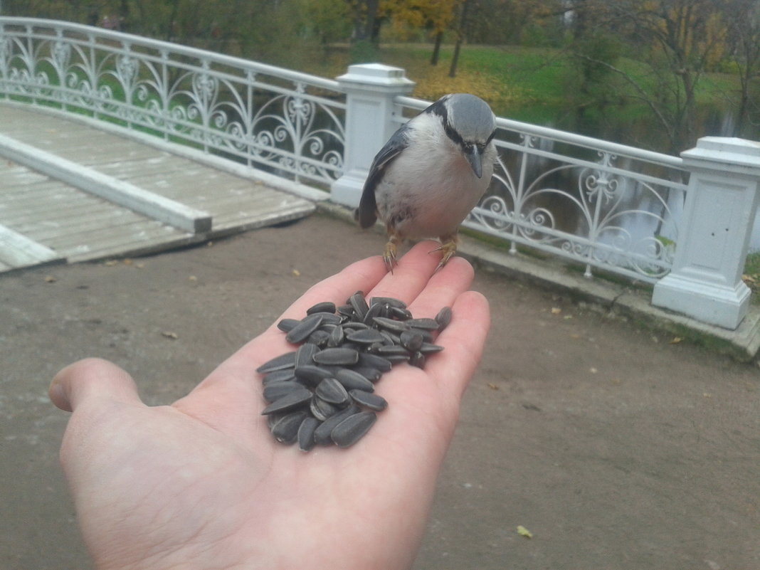 Поползень - Сапсан 