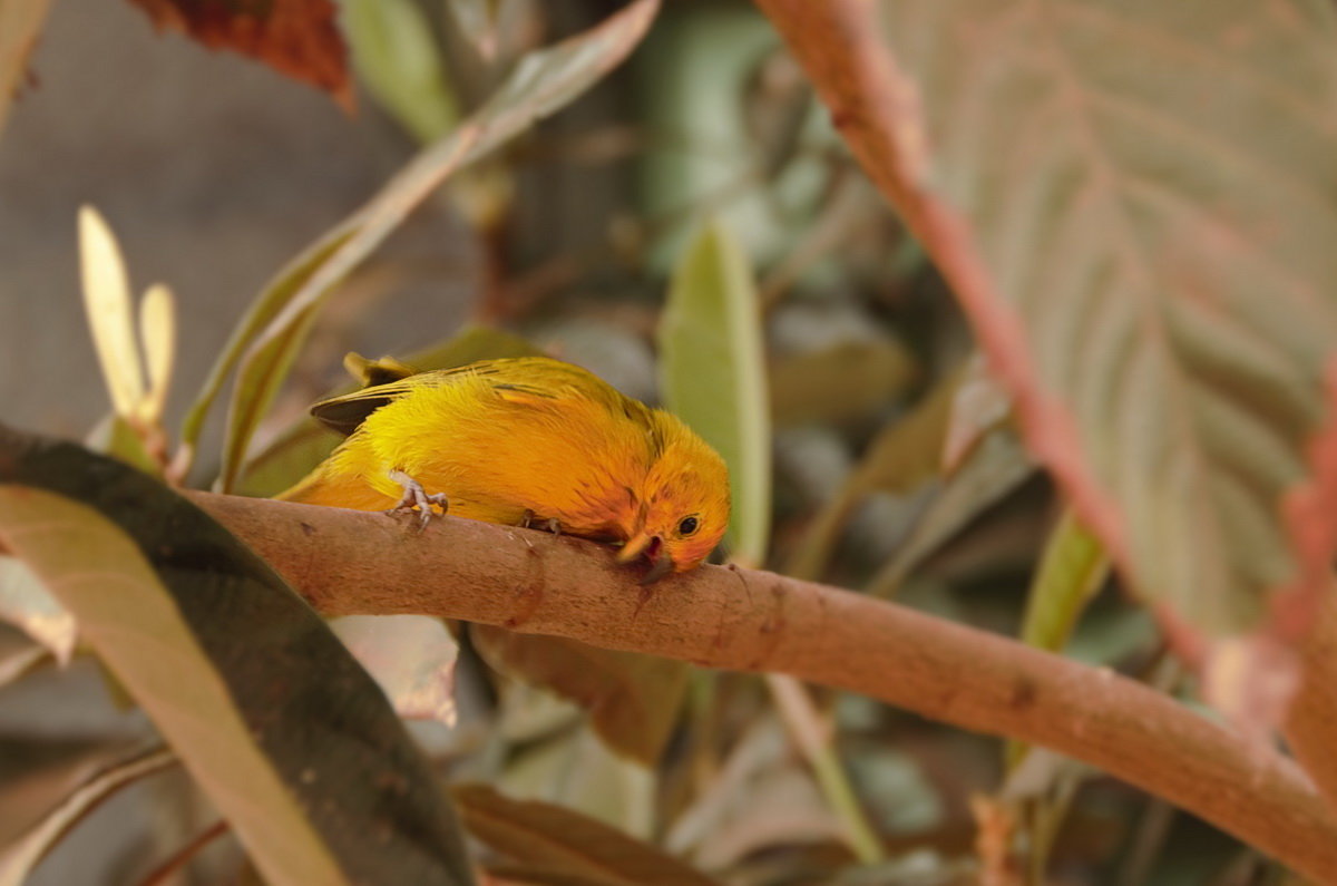 Птицы Перу (Sicalis flaveloa). Амазония - Svetlana Galvez