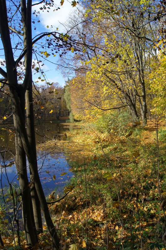 Золотая осень в графском парке - Олег Пучков