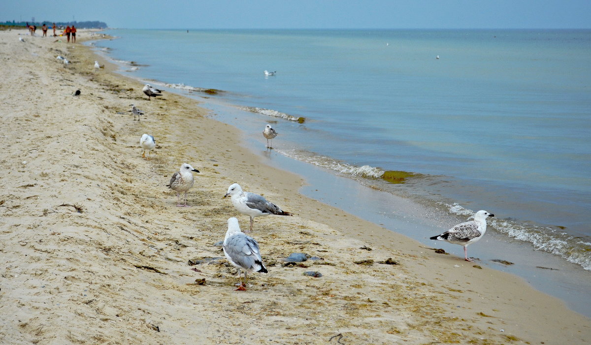 Море и чайки, которые совсем не боятся людей - Валентина Данилова