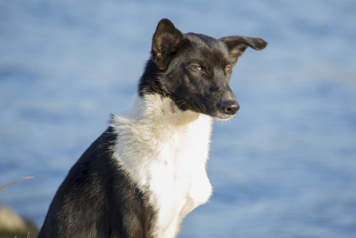 homeless dog - Наталия Ремизова