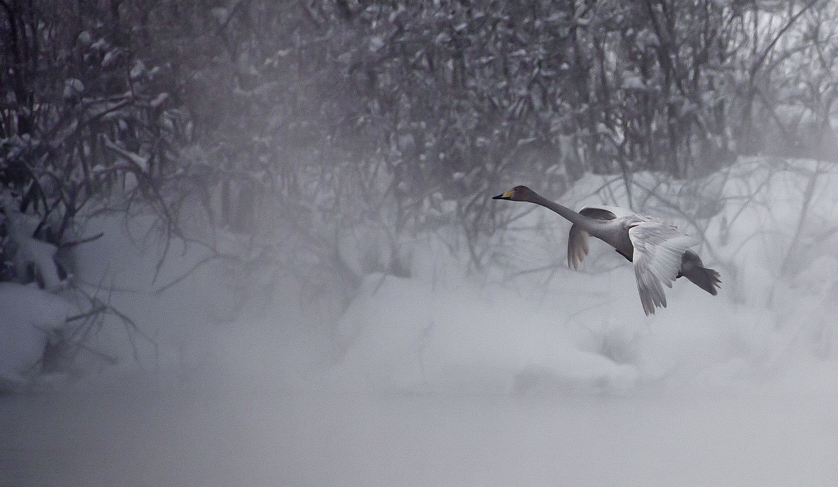 Как лебеди хороши, в водах зимнего залива 2 - Сергей Жуков