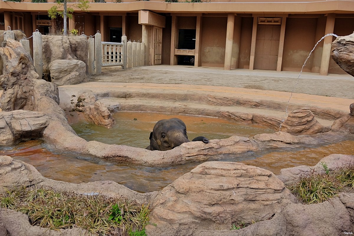 Зоопарк Нагоя Higashiyama Zoo - wea *