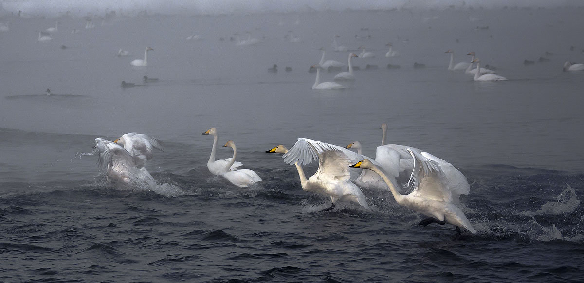 Как лебеди хороши, в водах зимнего залива 8 - Сергей Жуков