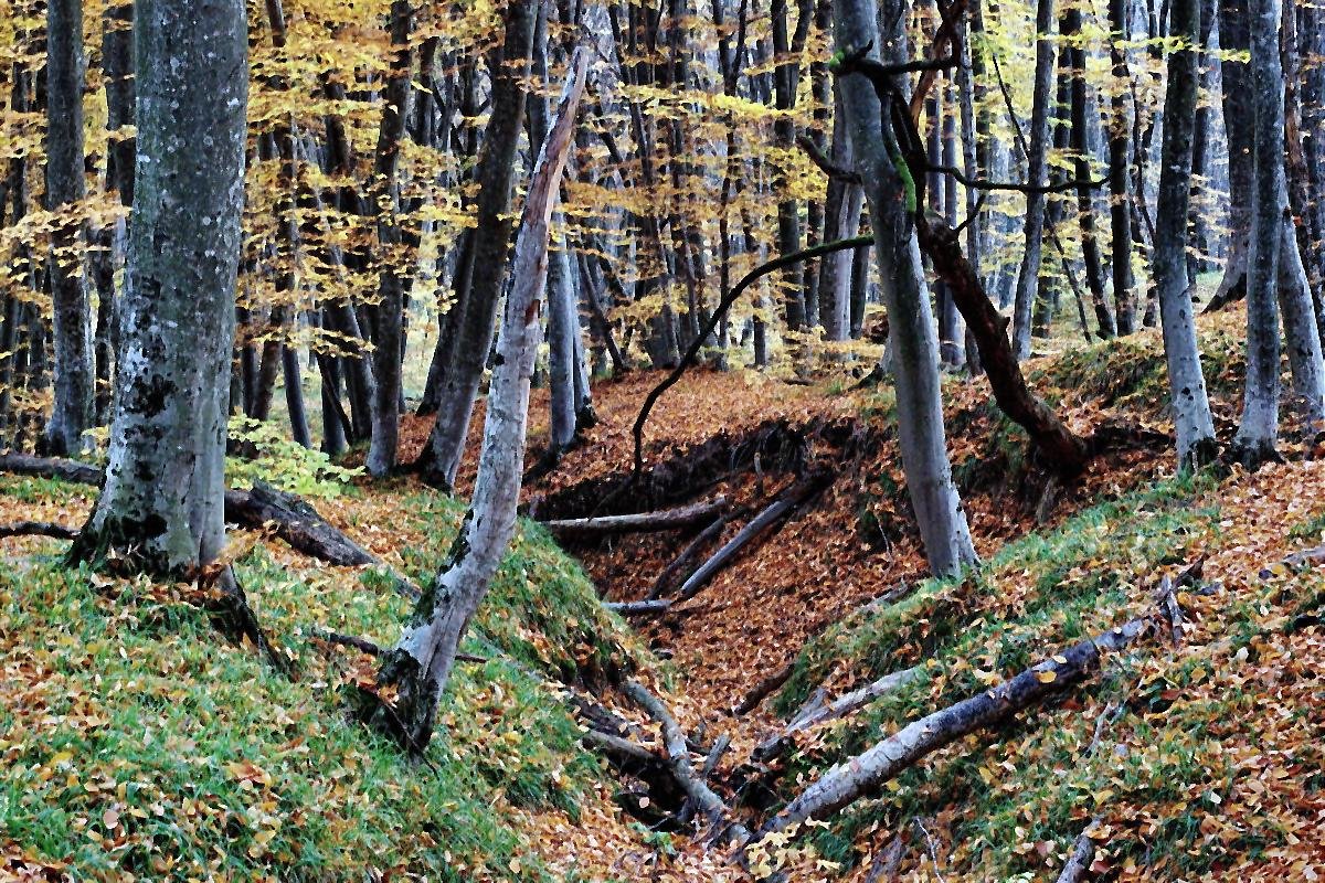 Осень в лесу - Vladimir Lisunov