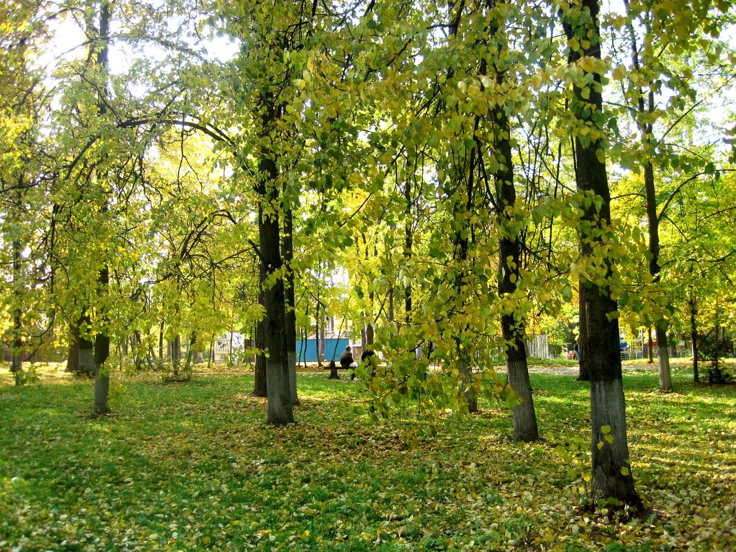 Осенью в парке - Елена Семигина