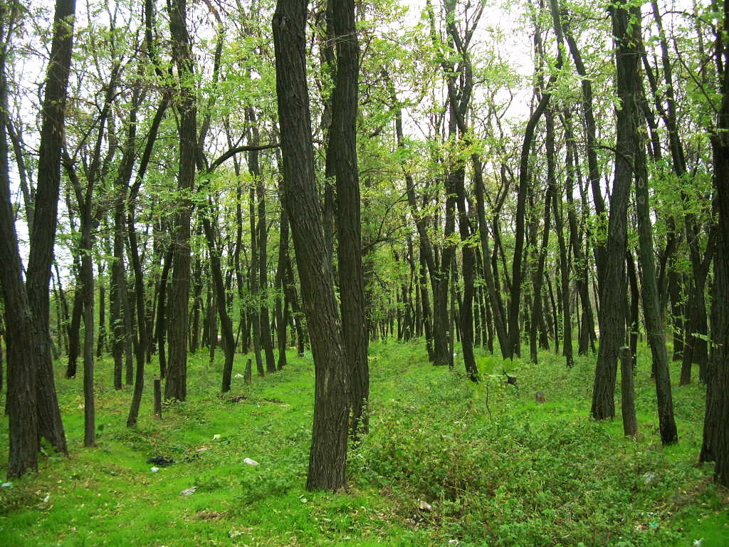 Середина осени. В окресностях Ростова многие деревья и трава еще зеленые - татьяна 