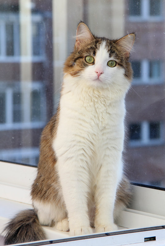 Соседская кошка смотрит в окошко - Наталья Каравай