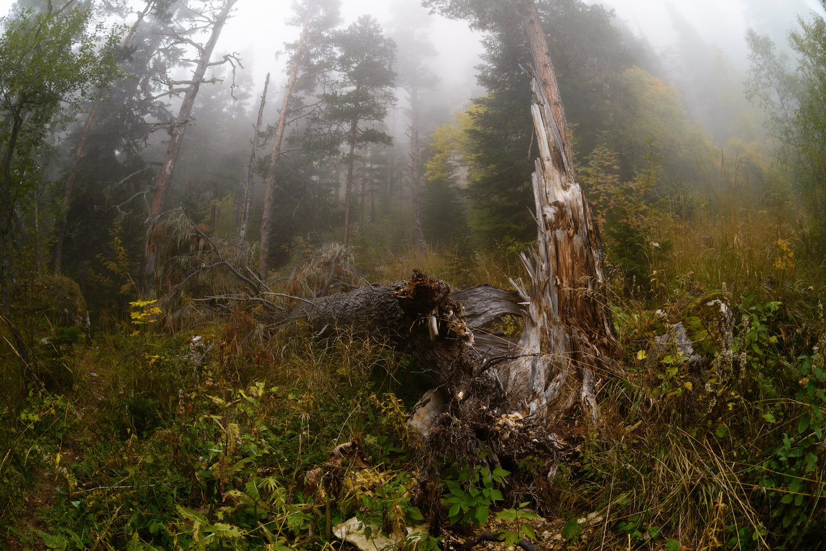 Autumn in the forest with fog - Александр Плеханов