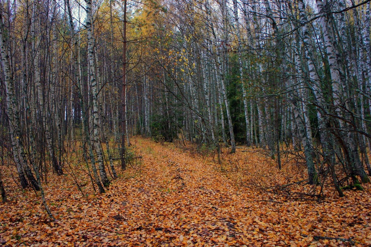 Лес остыл и листья сбросил... - марк 