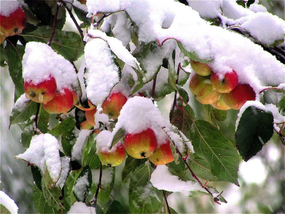 Яблоки под снегом - Цмыг Галина 