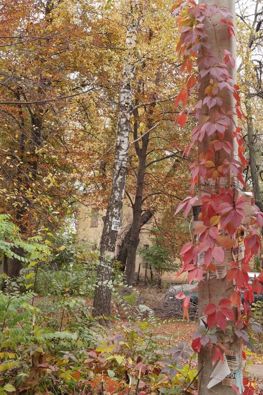 Осень выкрасила городские дворы - София 