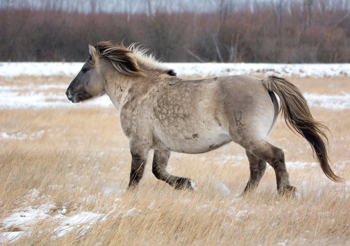 Якутская лошадь - Alexander Dersu