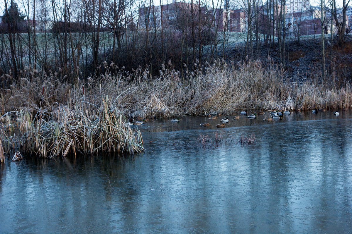 Утки в городе - Владимир Безбородов