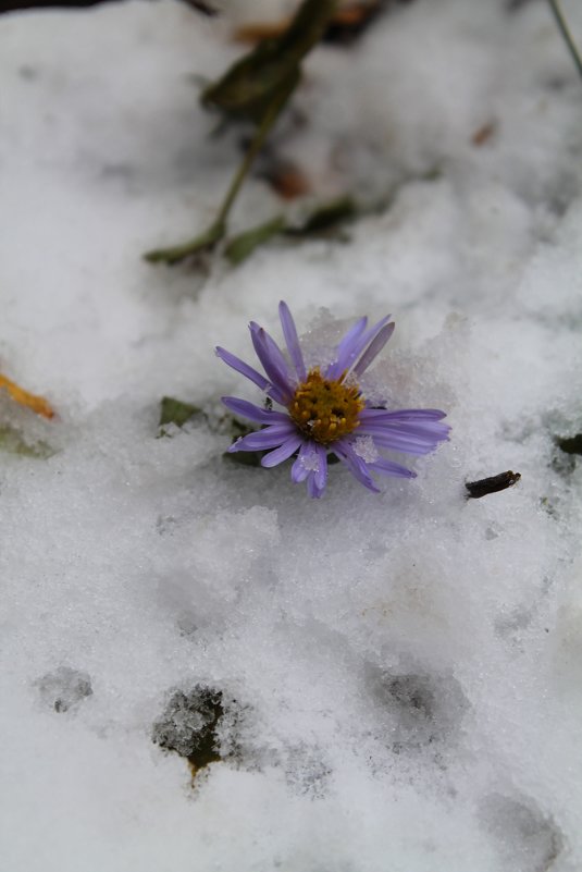 цветы на снегу - Наталья Д