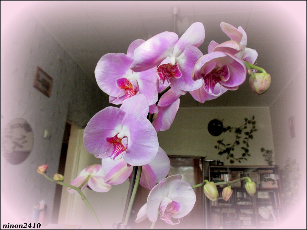 Орхидея - Нина Бутко