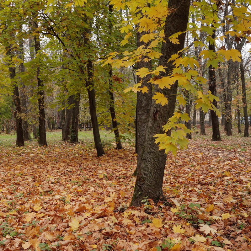 В городском парке - София 