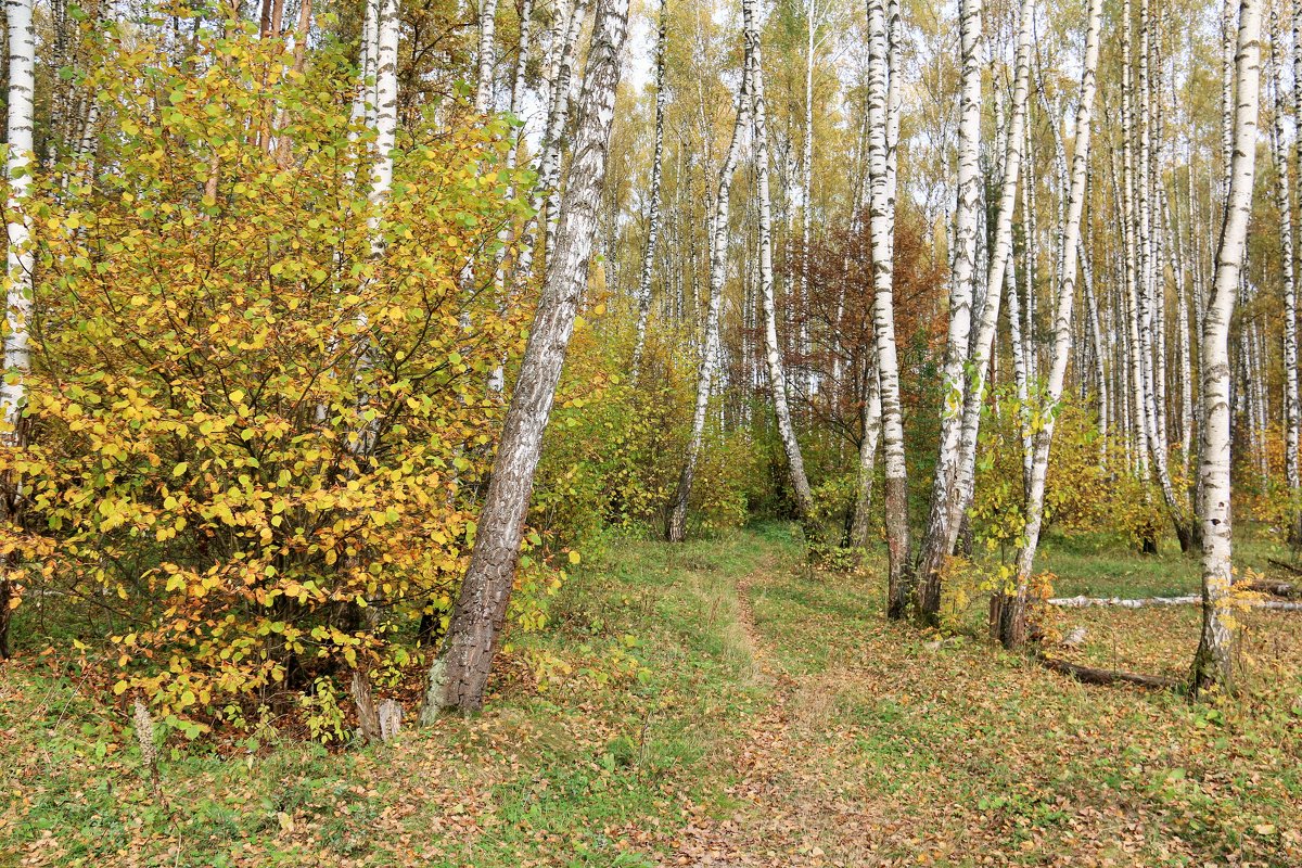 Осень - Владимир Холодницкий