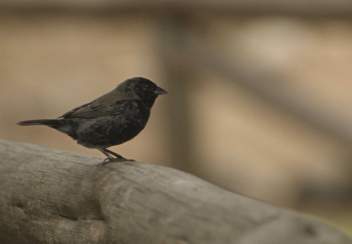 Питомцы Перу. Blue-black Grassquit  (Violatinia jacarina) - Svetlana Galvez