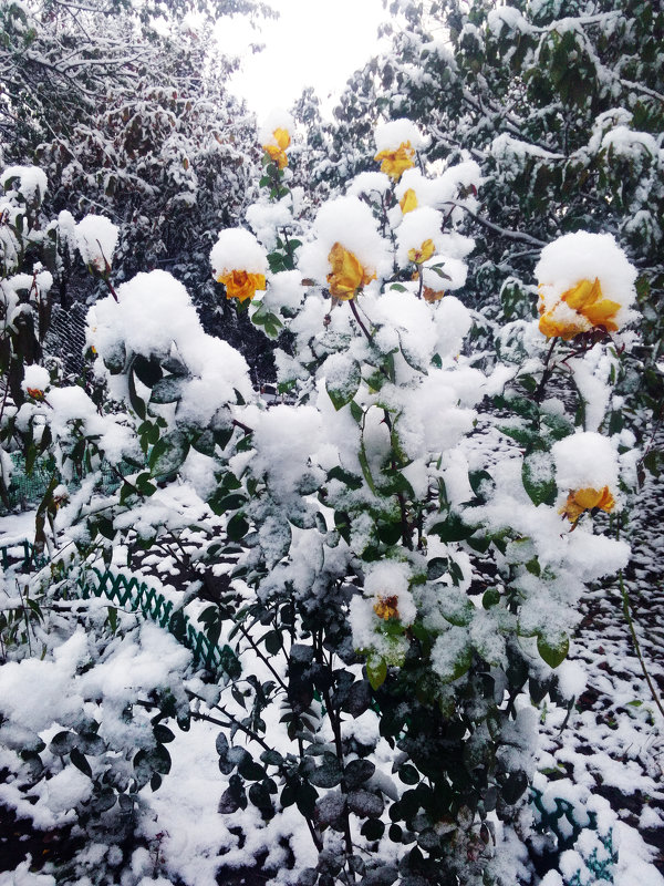 Первый снег (фото сделано 2 ноября 2016) - Татьяна Королёва