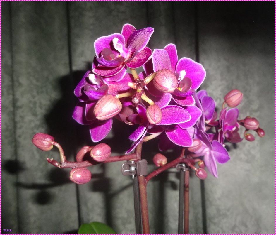 Орхидея фаленопсис - Вера 