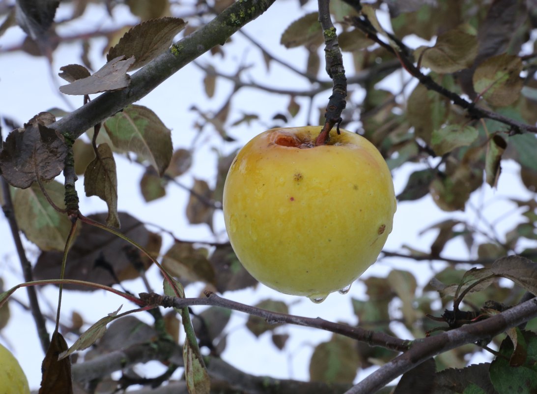 зимнее яблоко - OLGA 