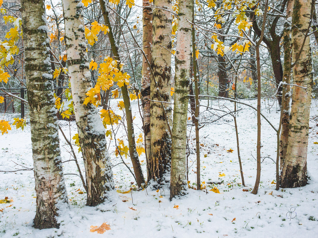 Снег в октябре 27 - Виталий 