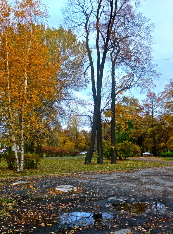осень в городе - Елена 