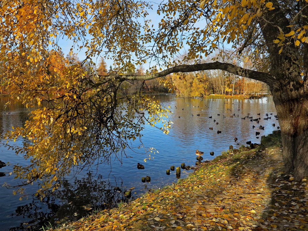 Гатчинский парк - Наталья 