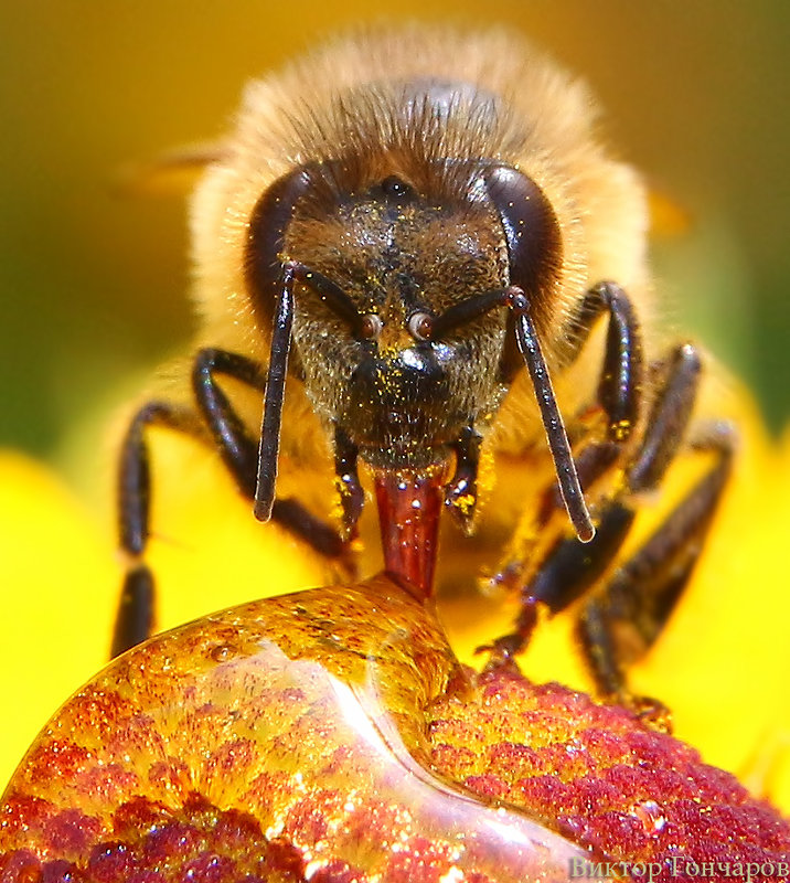 пчела - Laryan1 