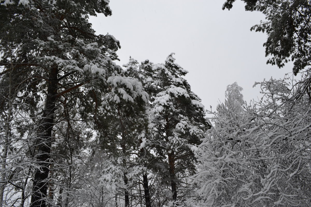 Лес зимой - Tatiana Lesnykh Лесных