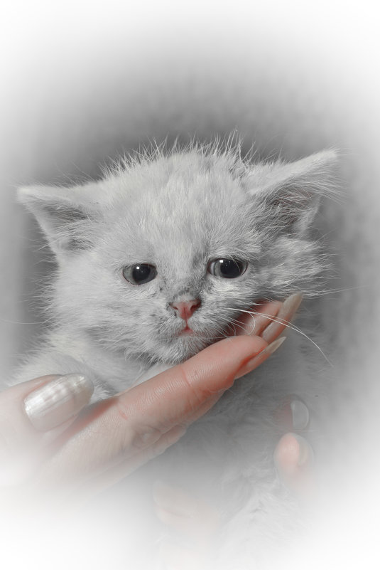Белый котенок на руке - Дмитрий Кузнецов