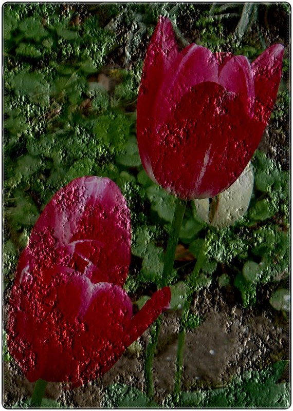 Воспоминание о тюльпанах - Нина Корешкова