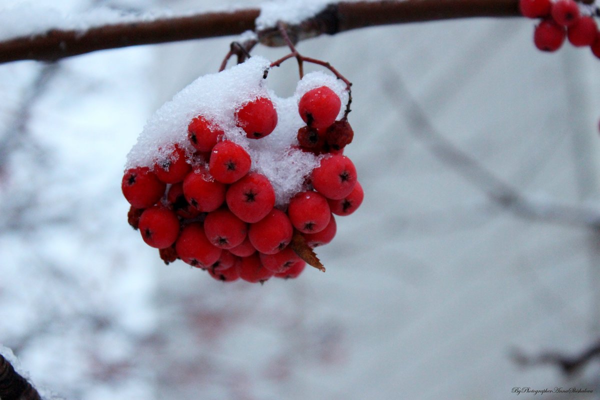 Первый снег - Анна Шишалова