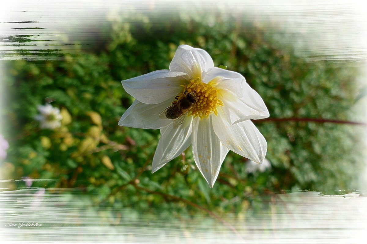 Про белый цветок и пчёлку - Nina Yudicheva