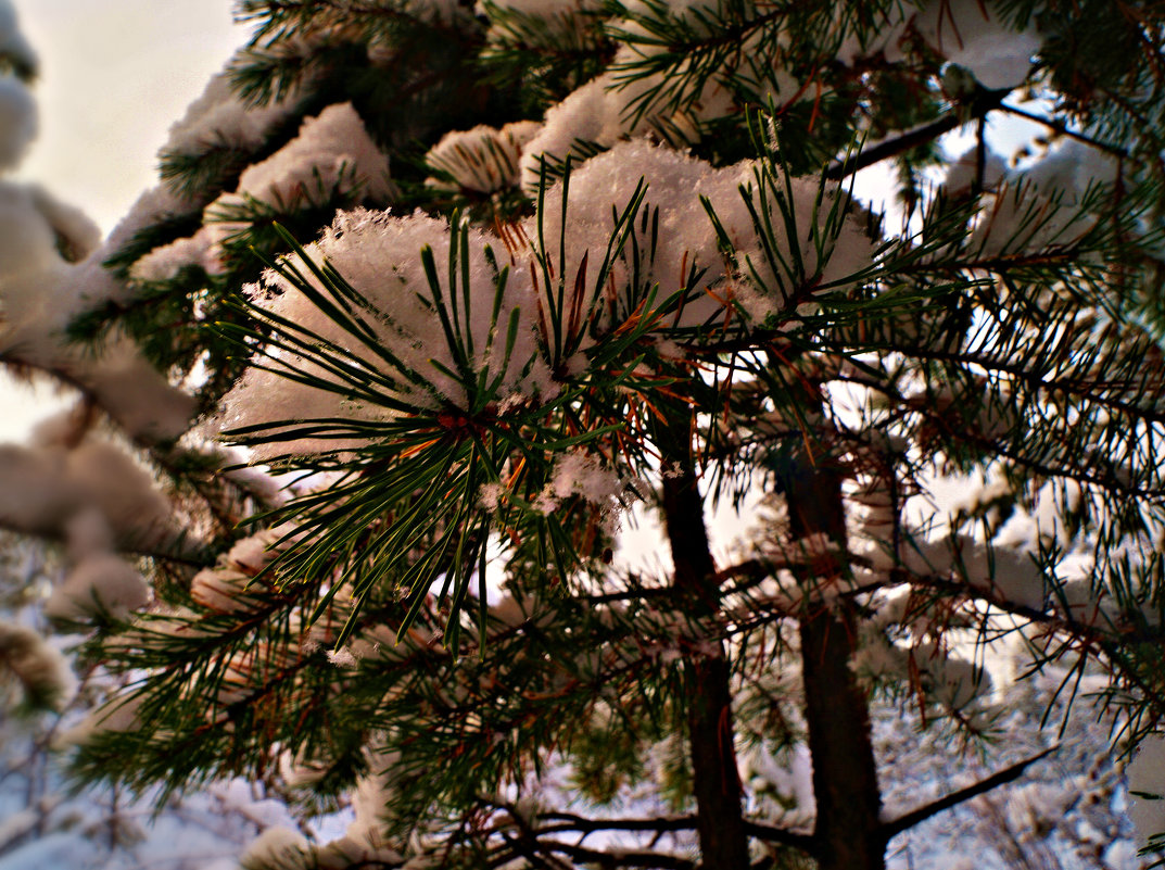 елочка в снегу - Валерия Воронова