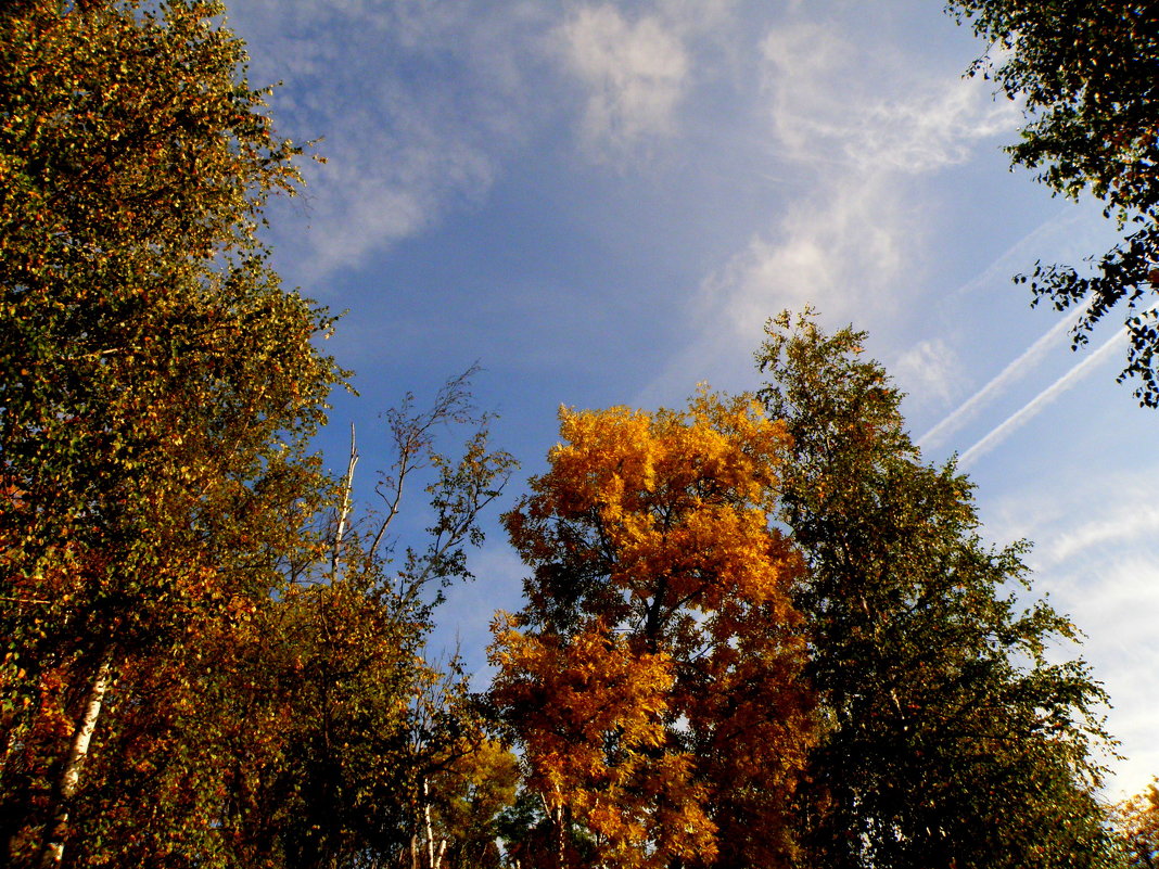 Наслаждаясь красотой осеннего неба - Андрей Головкин