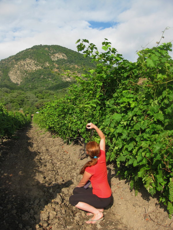 В винограднике - Ирина Хан