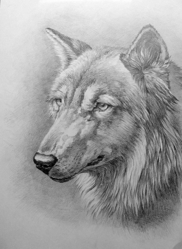 Волк рисунок карандашом - rv76 